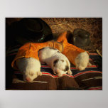 Tired Cowboy Puppies Posters