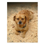 Tired dog post cards