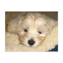 Tired Puppy postcards