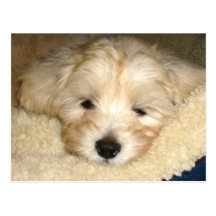 Tired Puppy Postcard