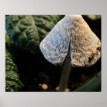 Tissu de champignon affiches