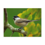 Titmouse in the autumn postcard