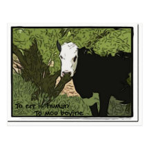 To err is human, To moo bovine Postcard
