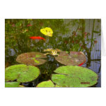 Toad and fish cards