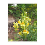 Toad Flax flowers ~ postcard