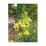 Toad Flax flowers ~ postcard
