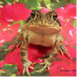 Toad frog standing up against bougainvillea back photo sculpture