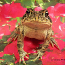 Toad frog standing up against bougainvillea back