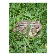 Toad in the Grass Postcard