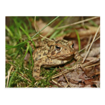 Toad in the Grass Postcard