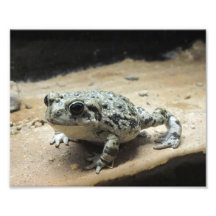 Toad Photo Art