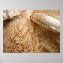 Toad Stool Detail Poster