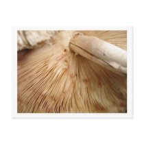 Toad Stool Postcard