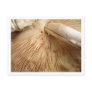Toad Stool Postcard