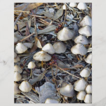 Toadstools growing on mulch personalized flyer