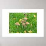 Toadstools poster