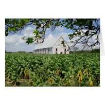 Tobacco Field and Curing Barn Card