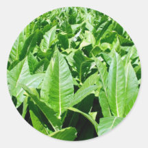 Tobacco field stickers