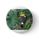 Toco Toucan buttons