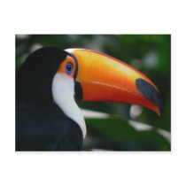 Toco_toucan_Parque_das_Aves Postcards