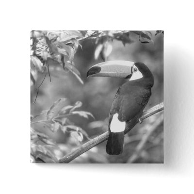 TOCO TOUCAN PHOTO BLACK AND WHITE PIN by VoXeeD
