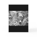 TOCO TOUCAN PHOTO BLACK AND WHITE cards