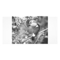 TOCO TOUCAN PHOTO BLACK AND WHITE photo cards
