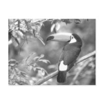 TOCO TOUCAN PHOTO BLACK AND WHITE
