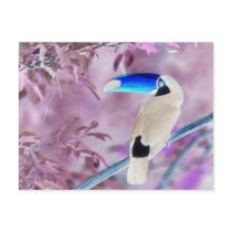 TOCO TOUCAN PHOTO COLOR NEGATIVE