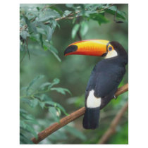 TOCO TOUCAN PHOTO FULL COLOR
