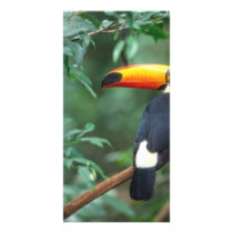 TOCO TOUCAN PHOTO FULL COLOR