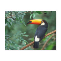 TOCO TOUCAN PHOTO FULL COLOR