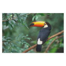 TOCO TOUCAN PHOTO FULL COLOR