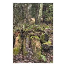 Today's Walk in the Woods Photo