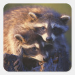 Together Forever Raccoons Sticker