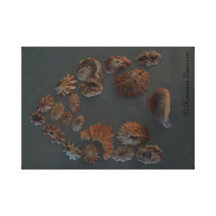 Toile - Chambre de coquillage. Poires 2012. de Ros Toiles Tendues