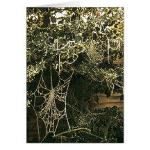 Toile d'araignées sur un arbre de houx carte de vœux