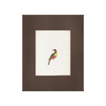 Toile d'art vintage de dessin australien de perroq toiles tendues