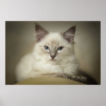 Toile de chaton de Ragdoll Posters