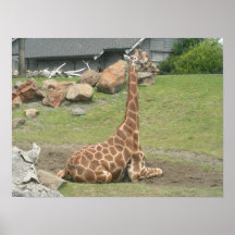 toile des girafes 010 poster