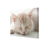 Toile enveloppée par chat de rêves doux impressions sur toile