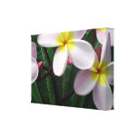 Toile enveloppée par Plumeria hawaïen Toile Tendue Sur Châssis