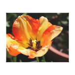 Toile orange de tulipe impressions sur toile