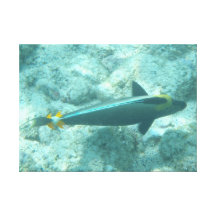 Toile tropicale hawaïenne de corail de poissons impressions sur toile