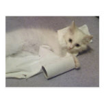 toilet paper fun post card