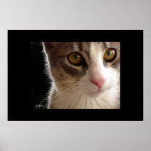 Tom Cat Posters