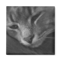 Tom - The Cat