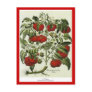 Tomato Post Cards