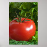 Tomato Posters
