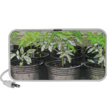 Tomato Seedlings In Nursery Pots PC Speakers